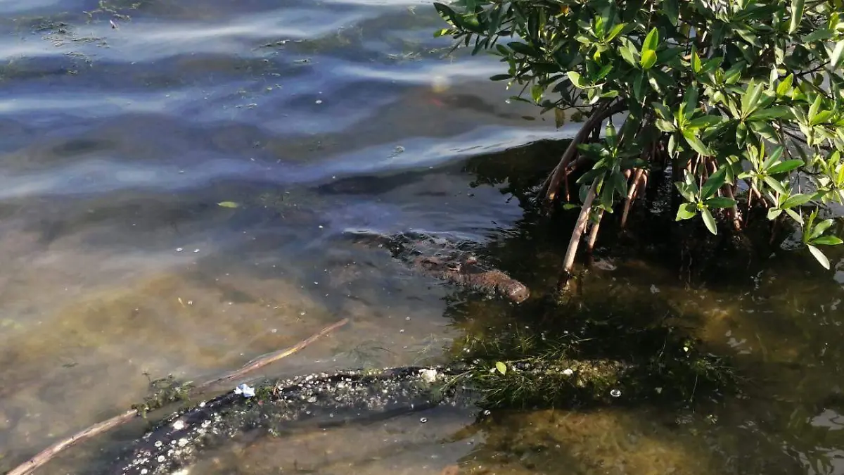 Los cocodrilos forman parte importante de la imagen del puerto de Tampico